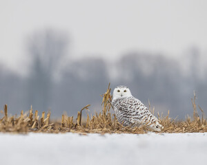 Female snowy owl hunkers down in the corn field in rural Ottawa, Canada