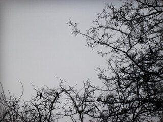 Couple of crows on the branches