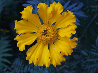 Obraz premium yellow flower tagetes erecta on blue background