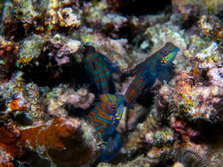 Colourful Madarinfish (Synchiropus splendidus) on a night dive in the Philippines
