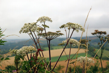 Close up of Cow Parsley