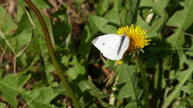 A cabbage butterfly eats nectar on a dandelion flower.