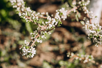 Obraz premium Spring greens. Branch of a tree with young leaves and flowers. selective focus