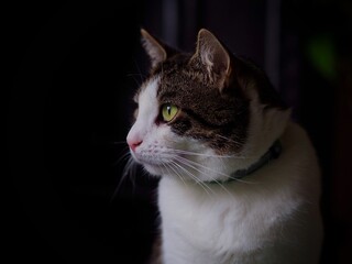 Portrait of a Tabby Cat 