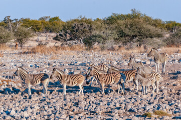 Fototapeta na wymiar Burchells zebras between rocks