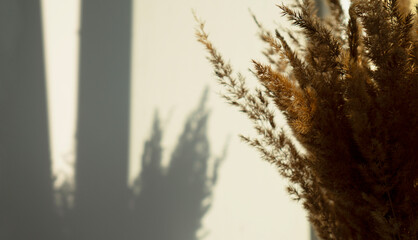 Dry pampas grass reed shadow on white wall. Minimal interior decor concept.  Cozy home with dried fluffy plants in vase. Abstract silhouette of grass in sun light