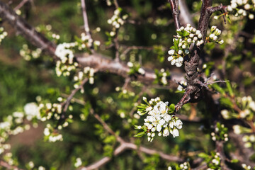 Spring greens. Branch of a tree with young leaves and flowers. selective focus