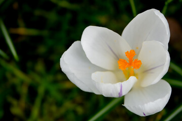 weisser Krokus Makro Fokus auf Stempel
