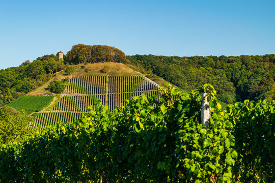 vineyard