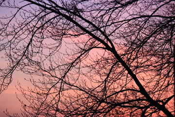 beautiful evening glow or dawn 