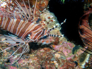 Spotfin Lionfish (Pterois antennata)