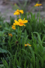 yellow flowers in the garden