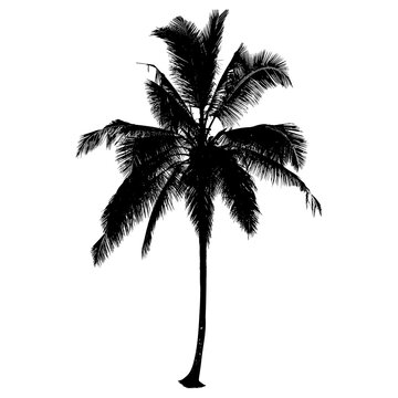 Silhouette of coconut tree on white background, palm tree illustration, vector illustration