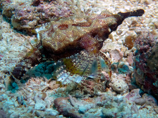 Dragon Sea Moth (Eurypegasus draconis)