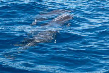 Naklejka premium Delphine im Meer