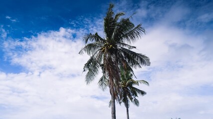 Fototapeta na wymiar Bali Palm tree