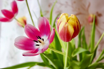 tulips blooming in the spring