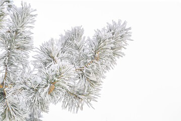 Pine tree branch with cones and hoarfrost or rime and snow on green needles, isolated on white background. Winter seasonal background at hard frosty weather. Beauty of winter nature in any weather
