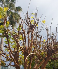 palm tree and tree in winter