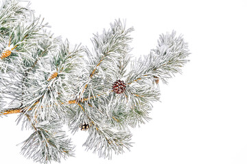 Pine tree branch with cones and hoarfrost or rime and snow on green needles, isolated on white background. Winter seasonal background at hard frosty weather. Beauty of winter nature in any weather