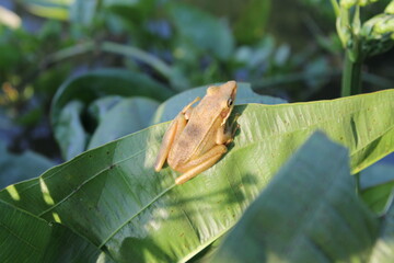Frog on the leaf