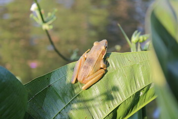 Frog on the leaf