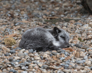 Arctic fox