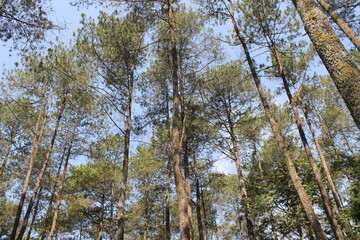 Morning from the forest