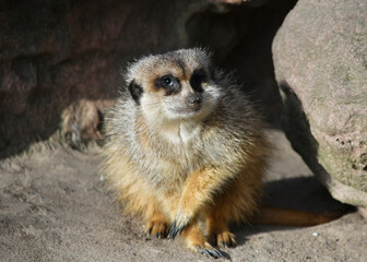Meerkat