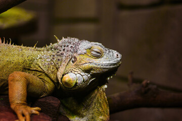 iguana on a tree