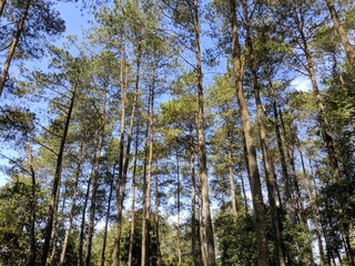 Morning from the forest