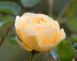 single yellow rose