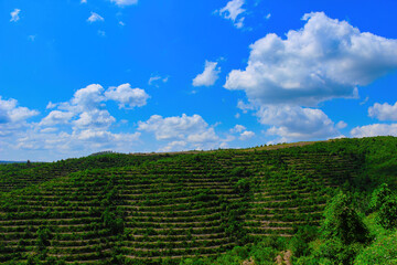 a vineyard and blue sky in izmit
