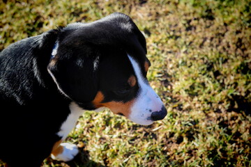 beagle dog portrait