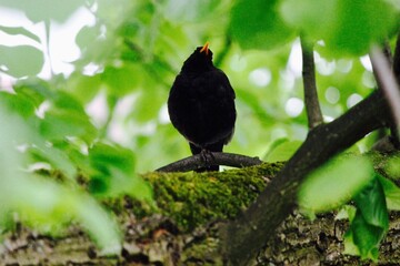 blackbird sitting in tree