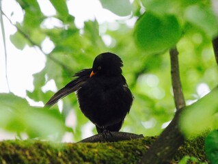 blackbird sitting in tree