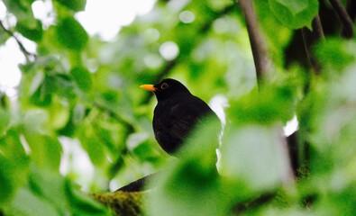 blackbird sitting in tree