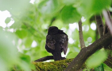 blackbird sitting in tree