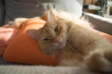 ソファで日向ぼっこする猫（マンチカン）