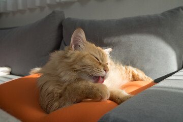 ソファで日向ぼっこする猫（マンチカン）