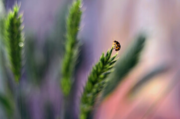 Ladybug on a spikelet