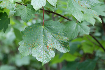 Leaf of maple tree with galls or cecidia of Aceria macrorhyncha (sometimes also macrorhynchus). Gall Mites - Eriophyidae.