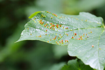 Leaf of maple tree with galls or cecidia of Aceria macrorhyncha (sometimes also macrorhynchus). Gall Mites - Eriophyidae.