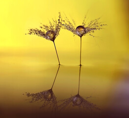 Dew and reflection
