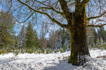 Winter landscape of a large moss covered tree with snowy trees in the background