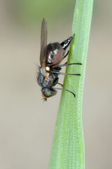 Leaf miner, is a species of insect, a fly of the family Agromyzidae. It is pest of many crops. Insects on cereals.