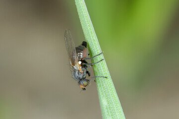Leaf miner, is a species of insect, a fly of the family Agromyzidae. It is pest of many crops. Insects on cereals.