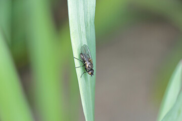 Leaf miner, is a species of insect, a fly of the family Agromyzidae. It is pest of many crops. Insects on cereals.