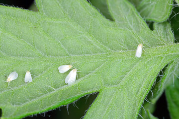 Silverleaf whitefly, Bemisia tabaci (Hemiptera: Aleyrodidae) is an important agricultural pest....
