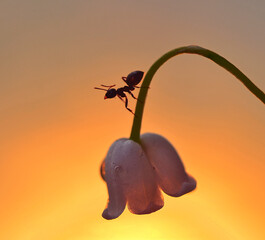 Ant and lily of the valley 